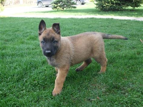 belgian malinois for sale canada